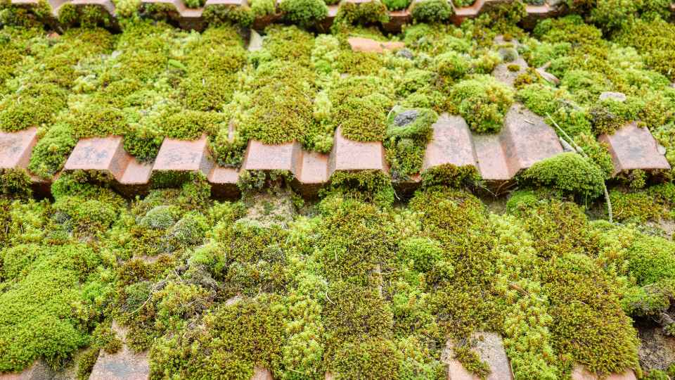 Roof Repairs Warwickshire (7)